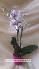 Pink Orchid Plant
