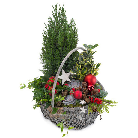 Basket of Plants "Christmas Spirit"