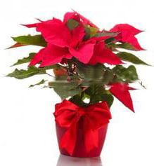 Red Poinsettia plant