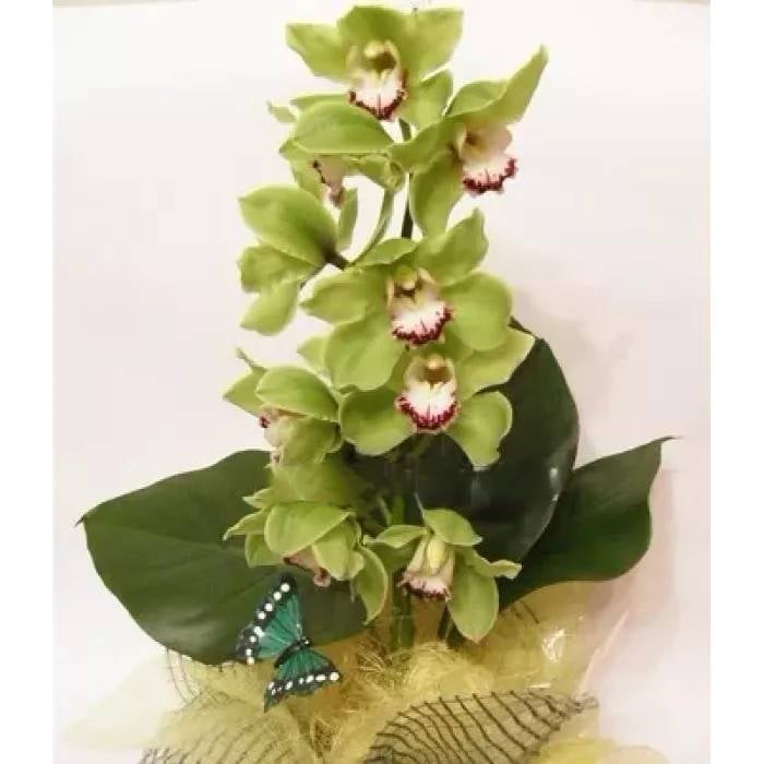 Flowers arrangement "Exotic Orchid"