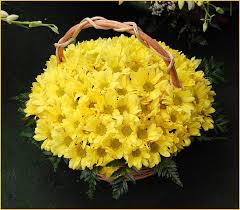 Basket of yellow chrysanthemums
