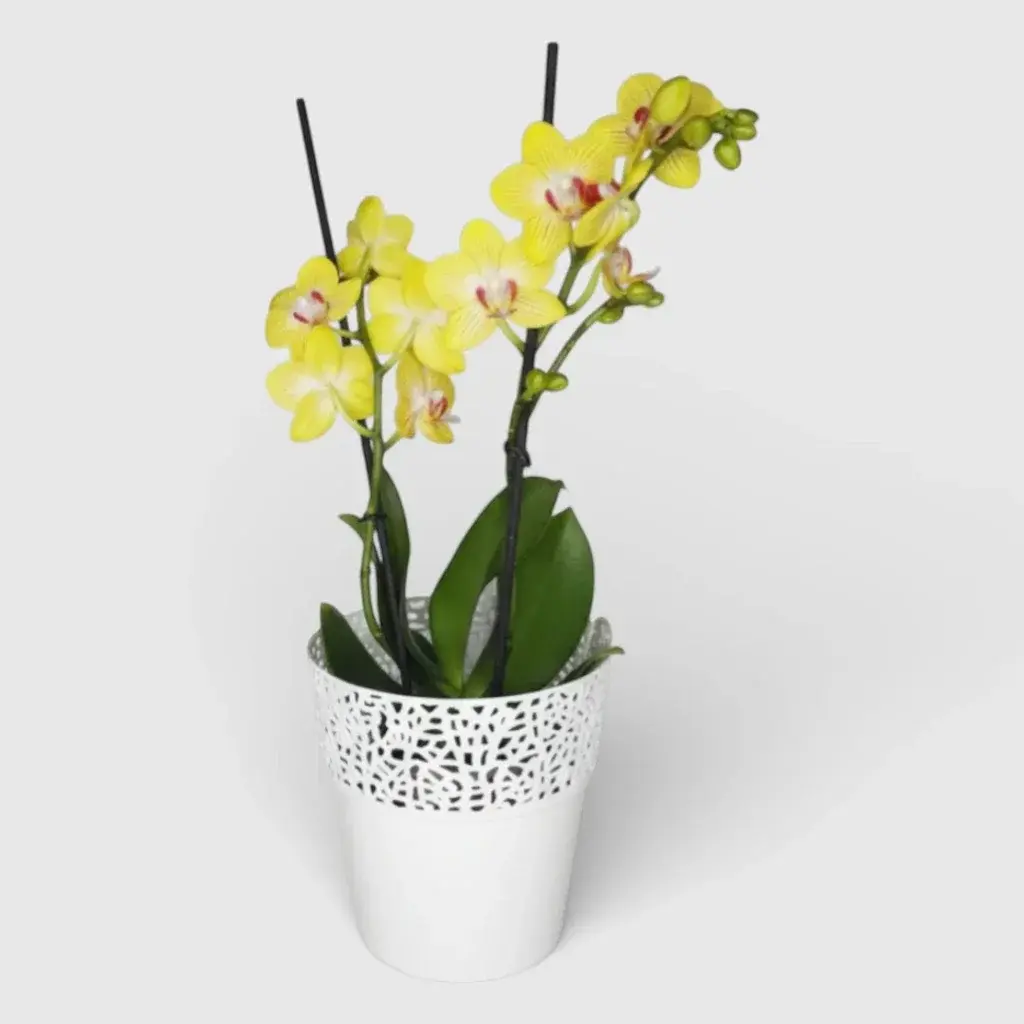 Yellow orchid in a planter