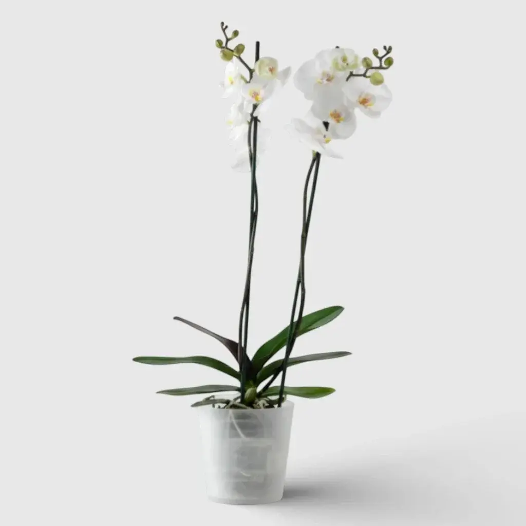 White Orchid Plant
