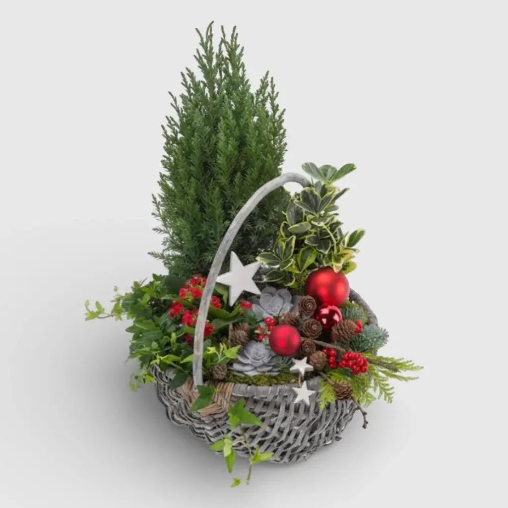 Basket of Plants "Christmas Spirit"