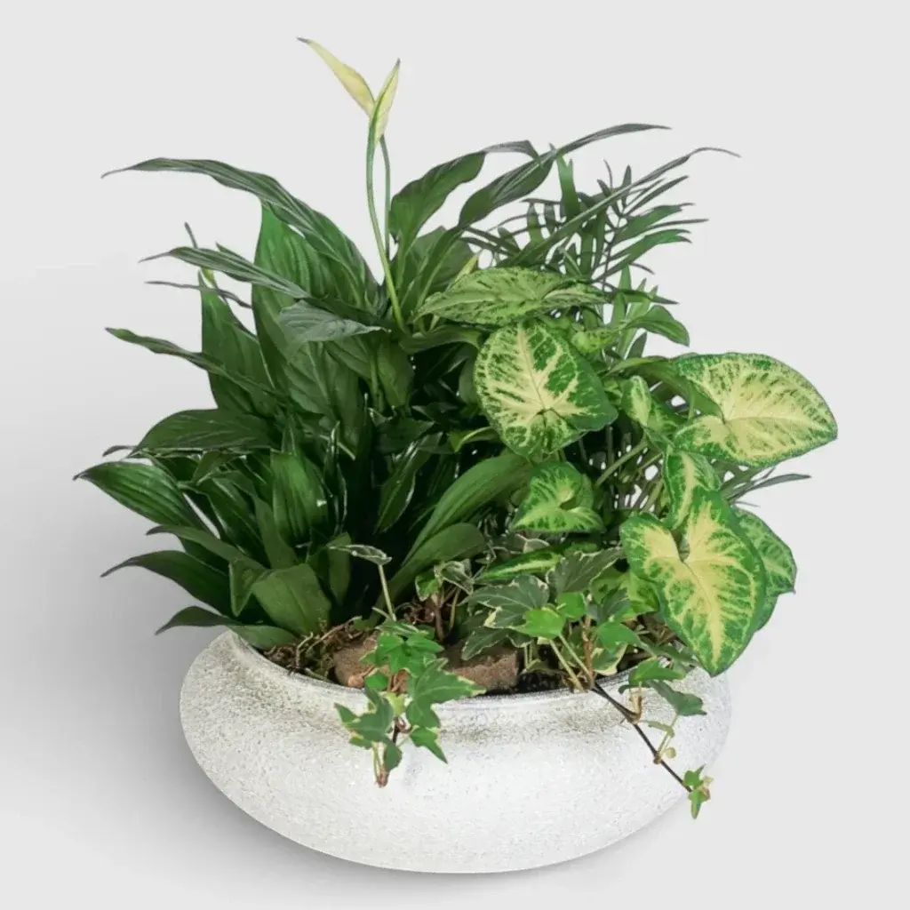 Plants arranged in pot "Exotic Corner"