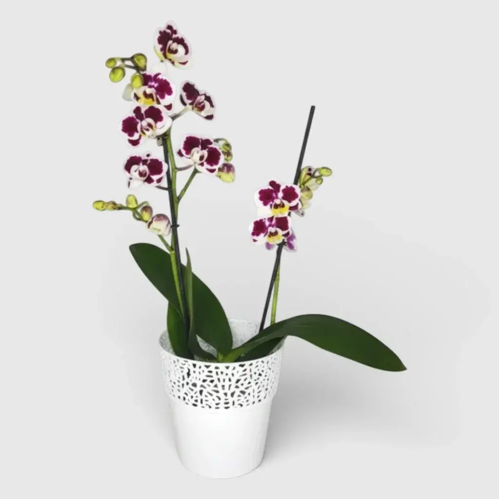 A white and purple orchid in a pot