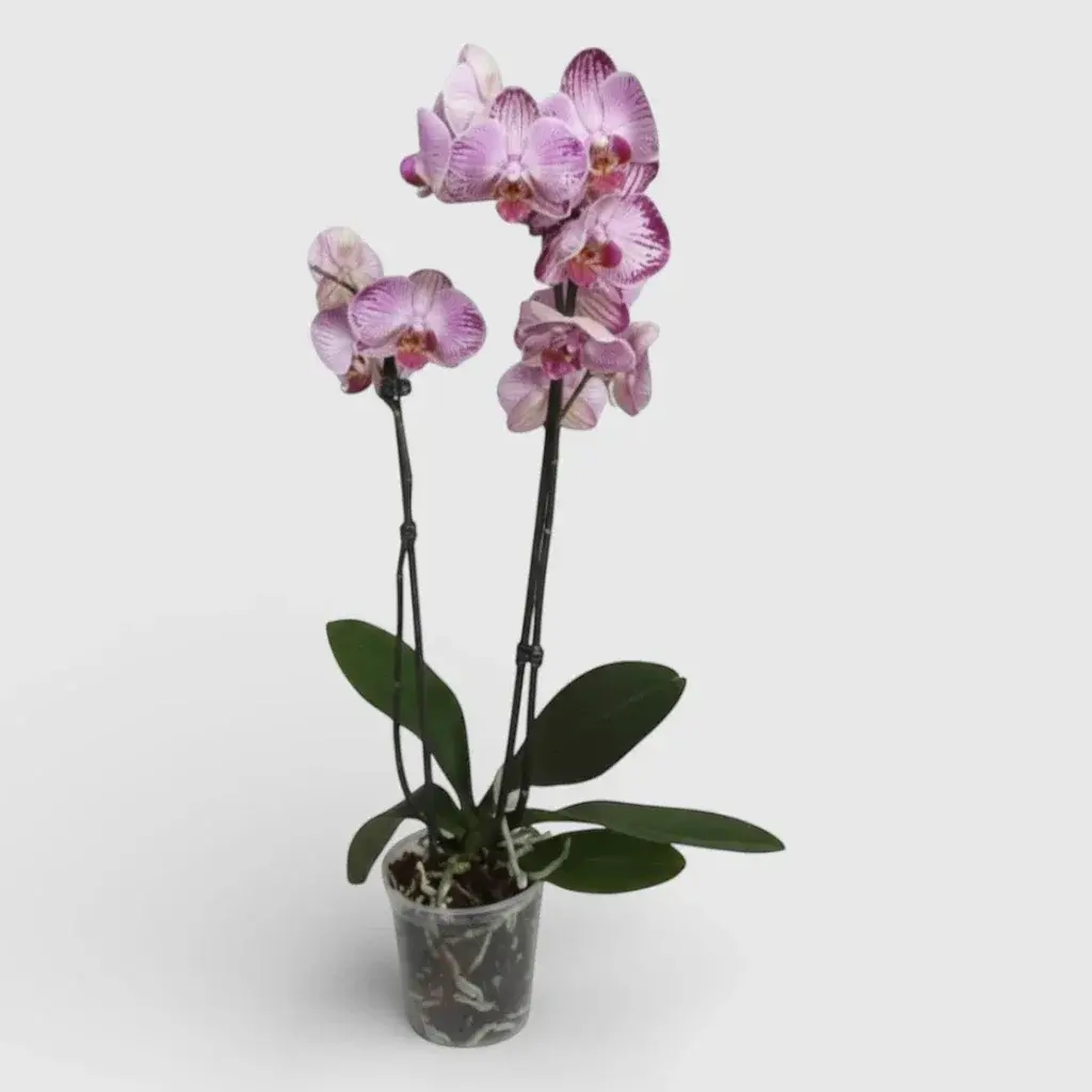 Royal Orchid Pink