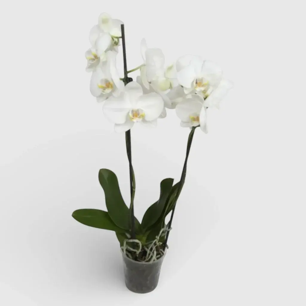 Royal Orchid White