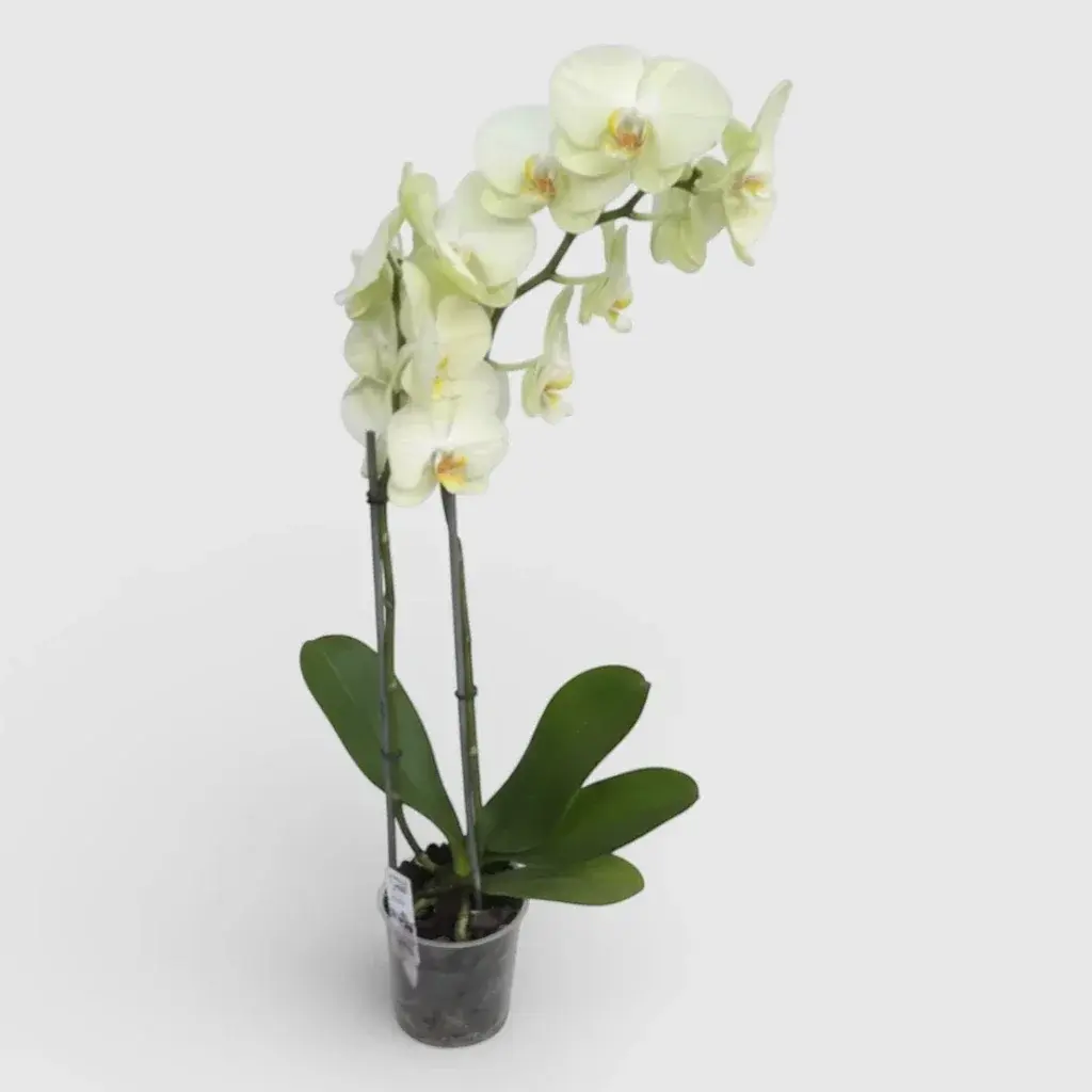 Royal Orchid Yellow