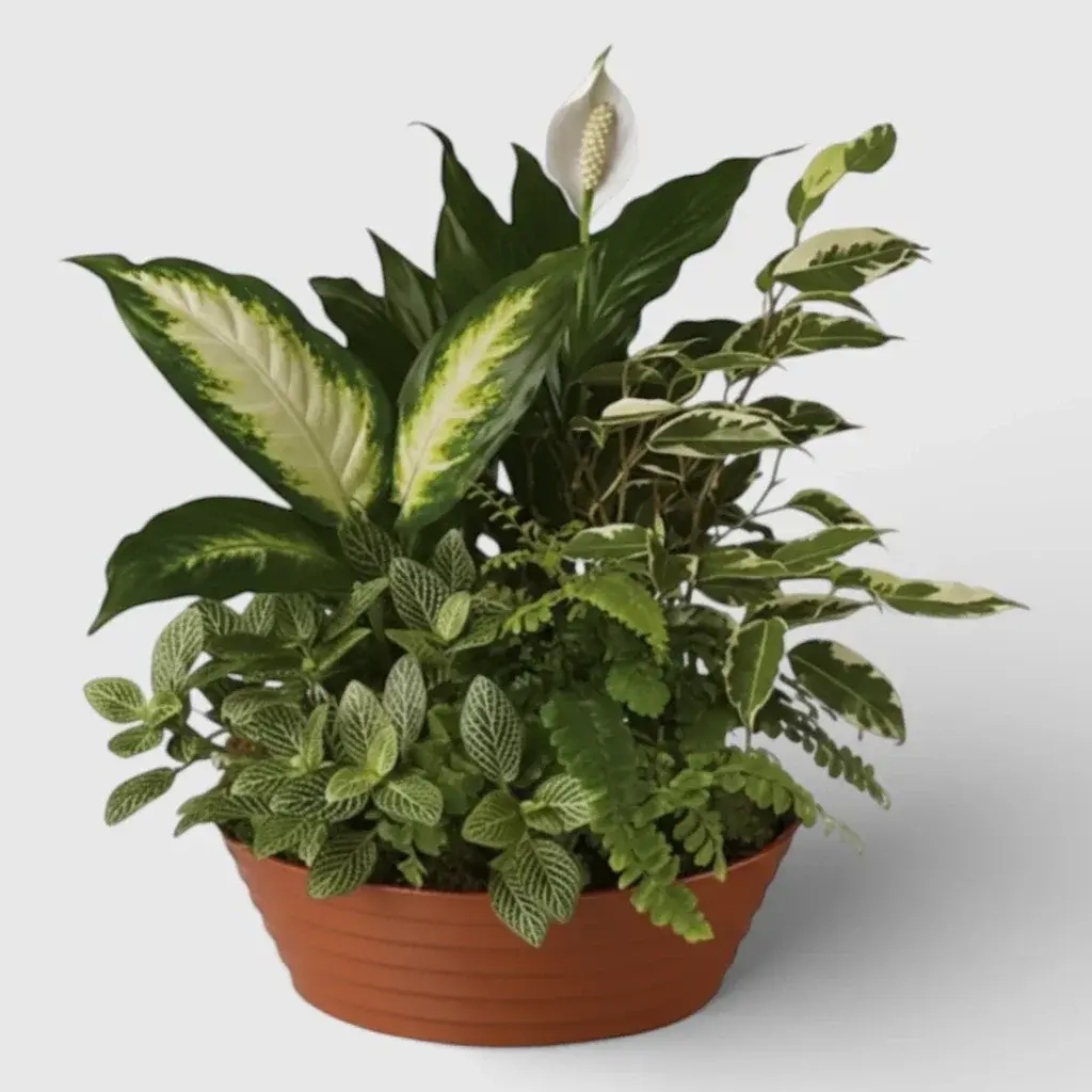 Plants arranged in pot " Garden"