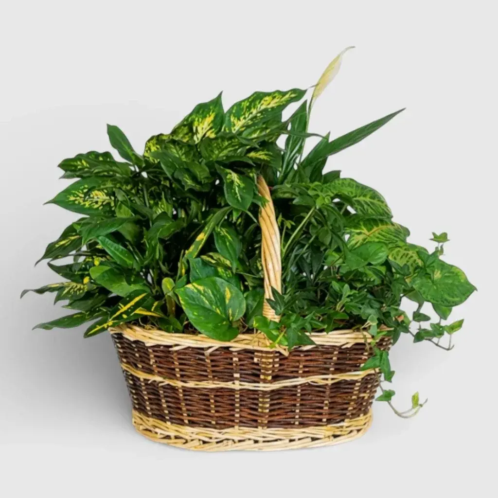 Plants arranged in pot "Tropical Paradise"