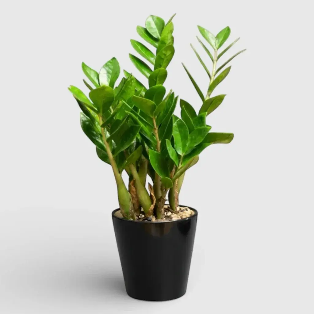Potted plant