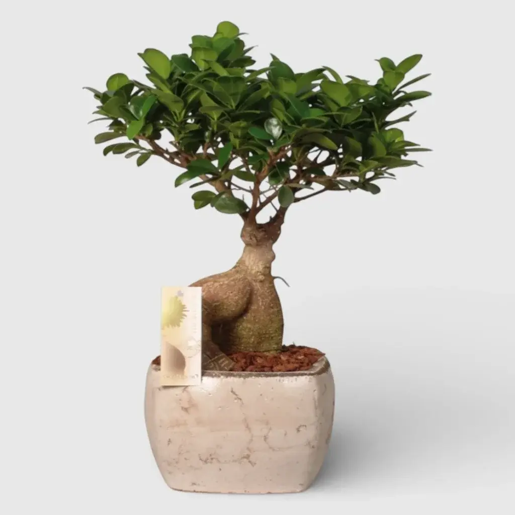 Bonsai Tree?