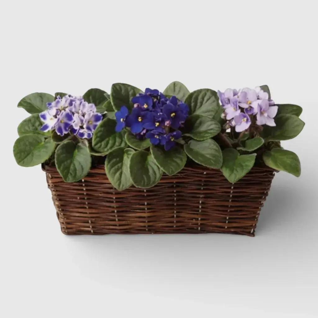 Violet Plants Basket « Sweet Violet Trio»