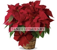 Red Poinsettia plant with seasonal decoration