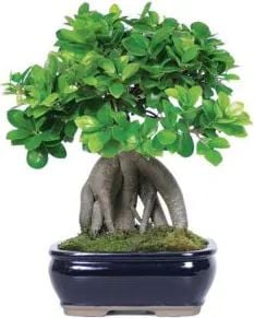 Bonsai (Classic Composition)