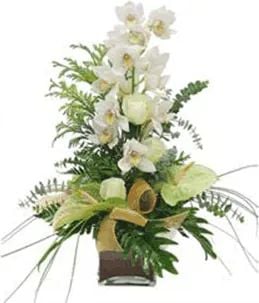Precious white (Classic Composition)