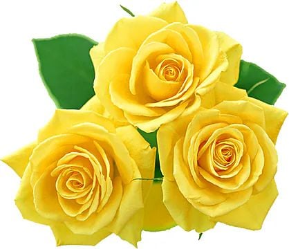 Trio of yellow roses (Classic Composition)
