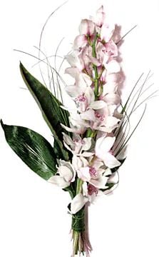 Cymbidium branch (Classic Composition)