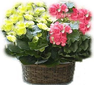 Begonia bis (Classic Composition)