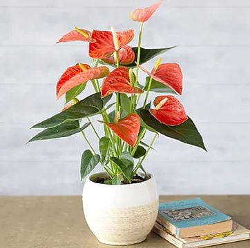 Anthurium (Classic Composition)