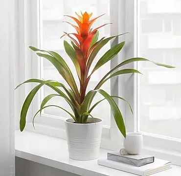 Guzmania (Classic Composition)