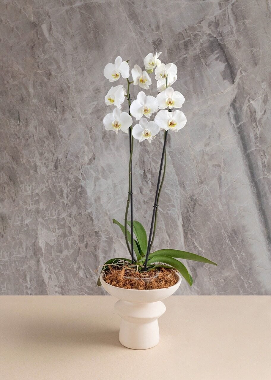Double white orchid on ceramic base