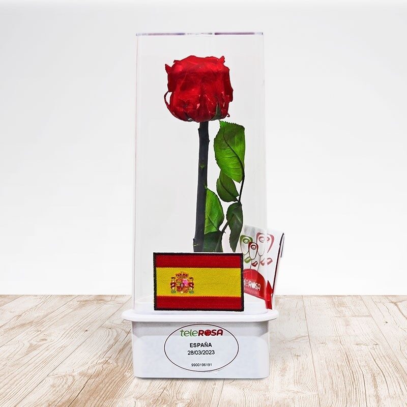 Rose of Spain
