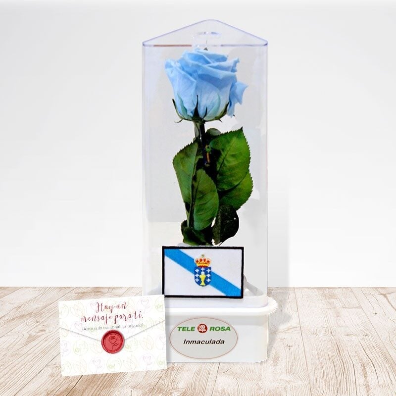 Galicia Eternal Rose