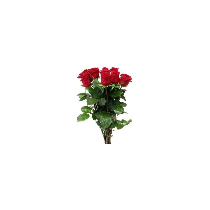 Refill 10 Roses for vase