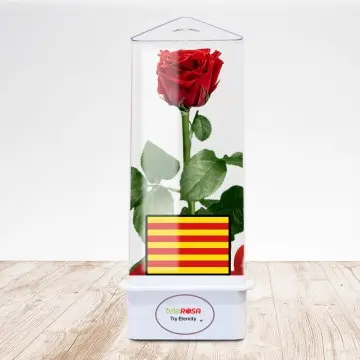 Eternal Rose Sant Jordi