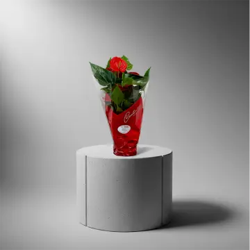Anthurium Heart Flower