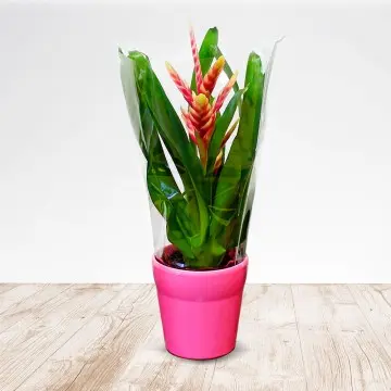 Bromeliad