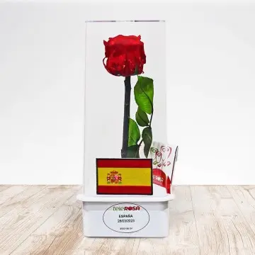 Rose of Spain