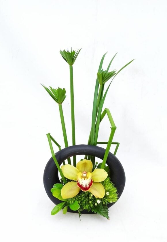 Orchids