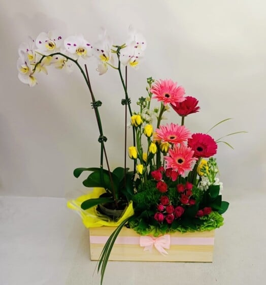 Beautiful floral arrangement with orchid plant, mini roses and gerberas