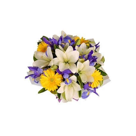 Dream of Iris