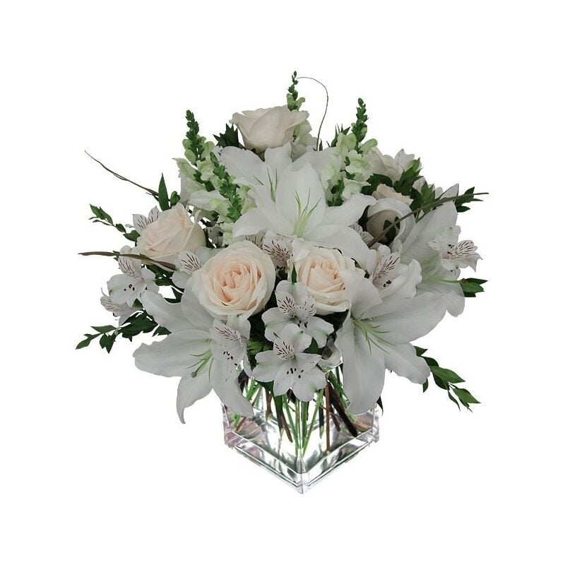 White Dream