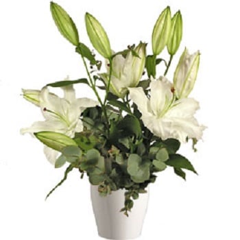 White Lilies