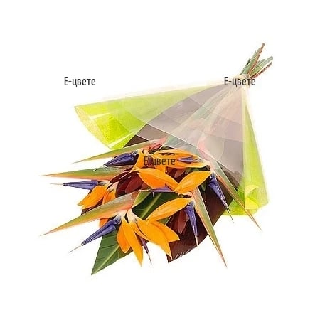Birds of paradise