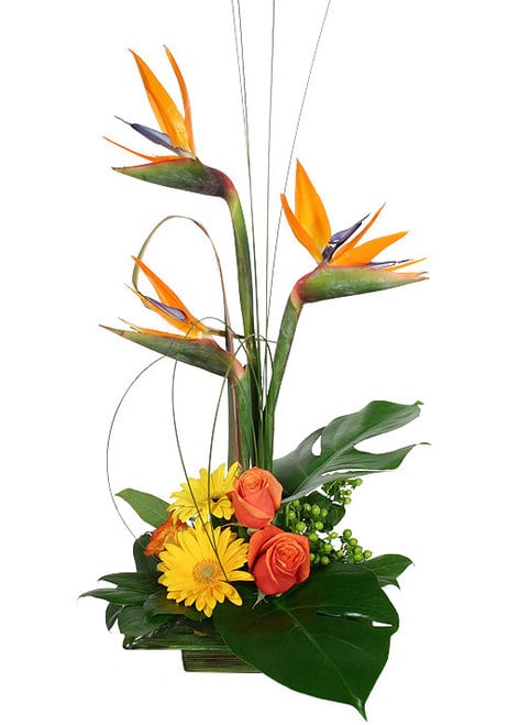 Modern arrangement