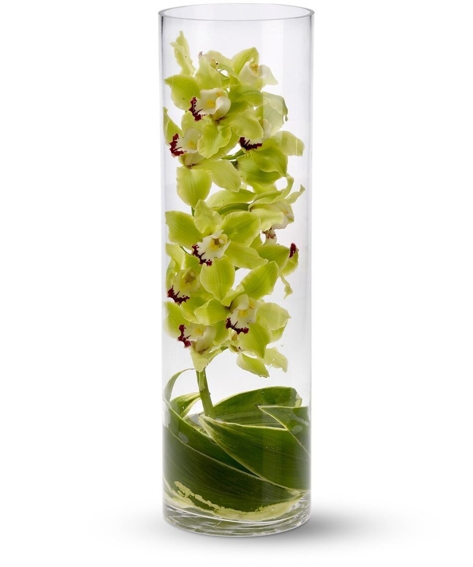 Cymbidium Orchid in Glass