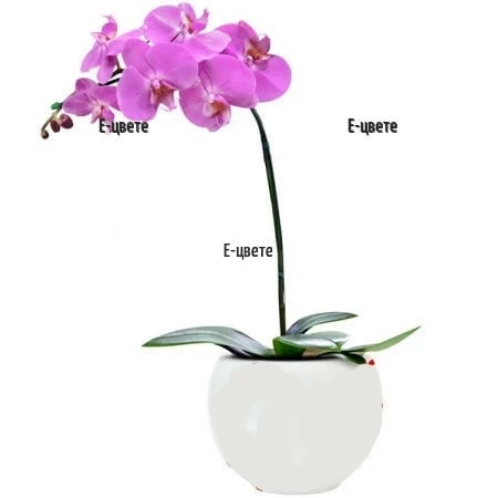 Pink Orchid