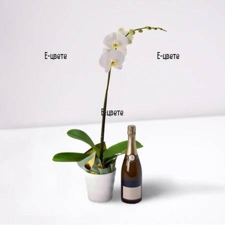 White Orchid in pot