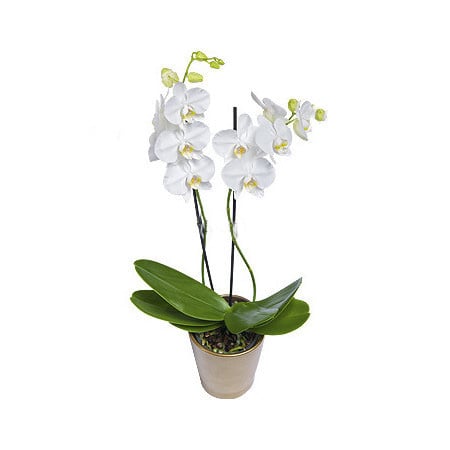 White Phalaenopsis orchid - double stemmed plant