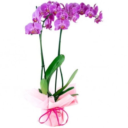 Pink Phalaenopsis orchid - double stemmed plant