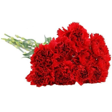 Red Carnations