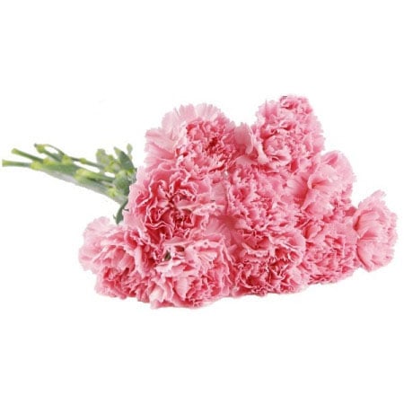 Pink Carnations
