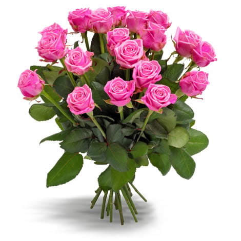 Pink Roses