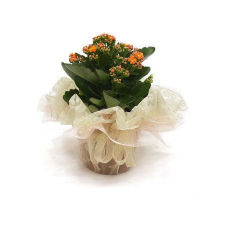 Kalanchoe potted plant